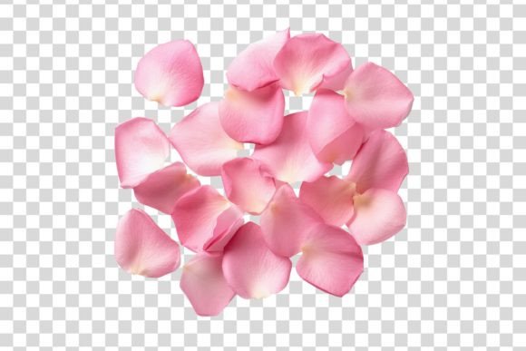 Download #116 Pink Rose Petals Isolated Element - Isolated element Collection